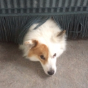 soren